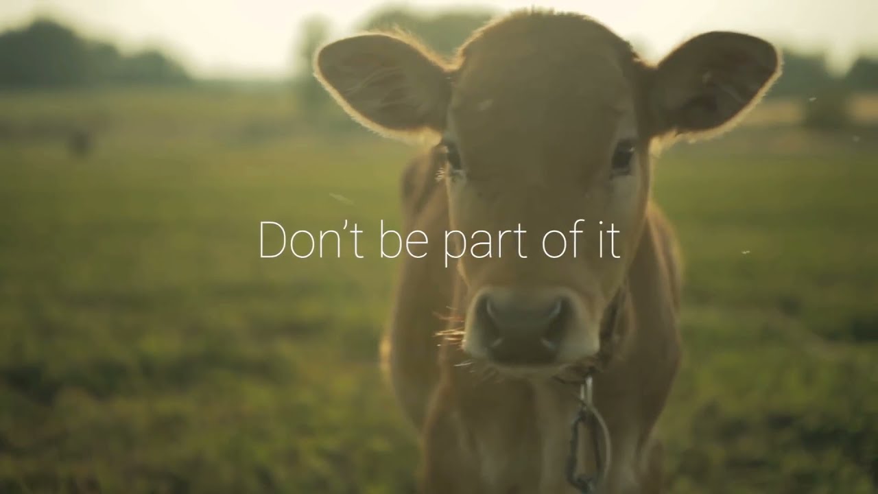 The Dairy Industry's Trash — Viva! cinema advert still